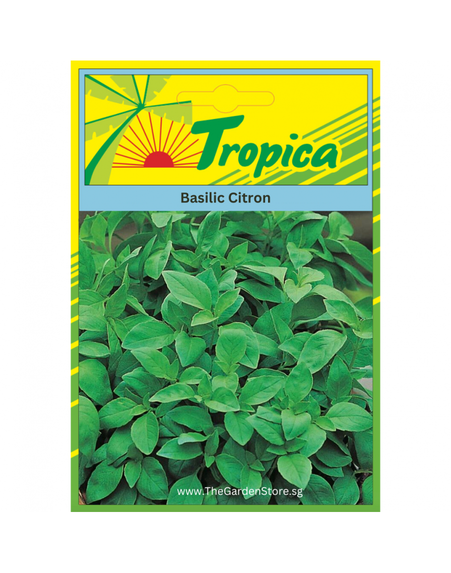 Lemon Basil Seeds By Tropica